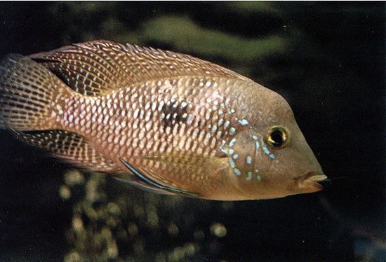 GEOPHAGUS BRASILIENSIS